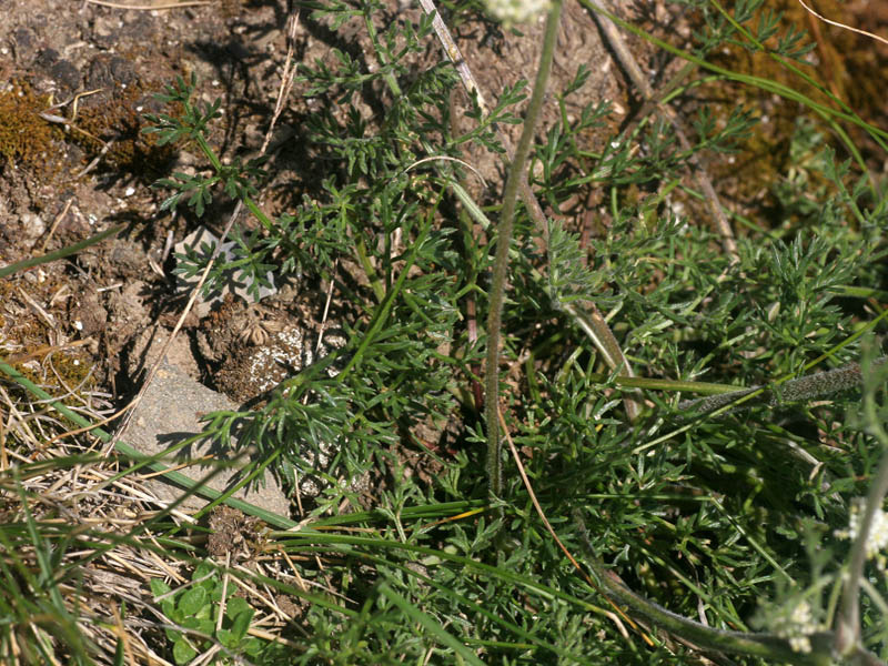 Athamanta cretensis  / Atamanta comune